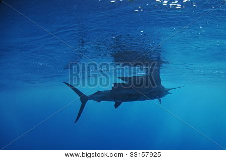 ว่ายน้ำในมหาสมุทรปลา sailfish
