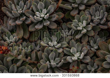 Echeveria Leucotricha Or Chenille Succulent Plant In The Botanical Garden. Nature Abstract Backgroun