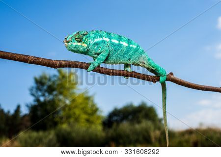 Chameleon Furcifer Pardalis Ambolobe 2 Years Old, Madagascar Endemic Panther Chameleon In Angry Stat