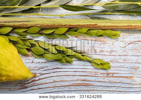 Set Of Four Species: Palm, Willow, Myrtle, Etrog. The Sukkot Festival Symbols. Lulav On Light, Old W