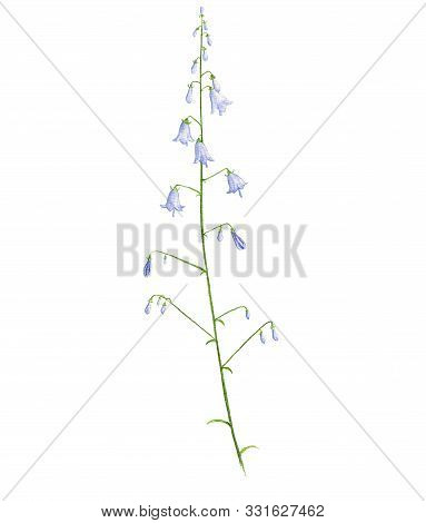 Ladybells Flower, Drawing By Colored Pencils, Adenophora, Hand Drawn Illustration
