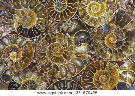 Closeup Of An Ammonite Prehistoric Fossil - Detail