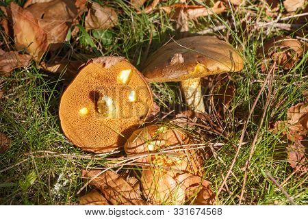 Slippery Jack Mushroom And Dead Leaves In Grass During Autumn
