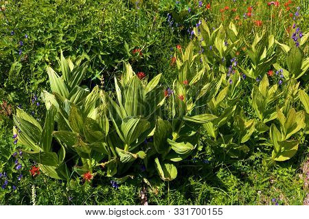 Corn Lily Plant Besides Wildflowers Taken On An Alpine Meadow Taken In The Rural Northern California