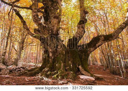 Majestic Trunk Of Monumental Beech Tree Of Pontone (faggio Del Pontone) In Passo Godi, Abruzzo
