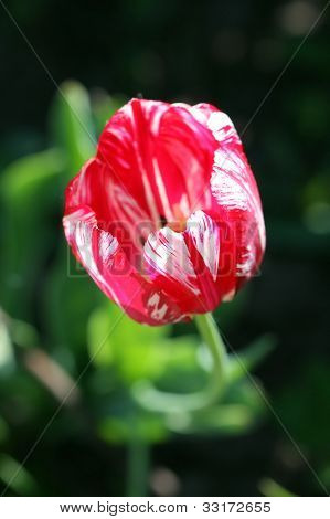 Tulip. virág virágzó.