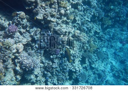 A Bright Parrot Fish Swims Among Corals In The Red Sea, Egypt