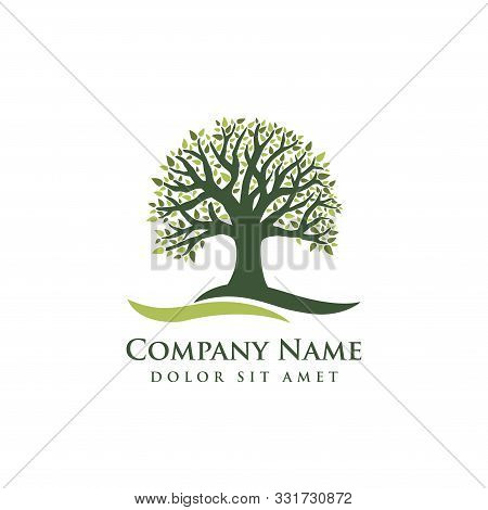Oak Tree Vector Illustration Logo Design Template. Abstract Vibrant Tree Logo Design