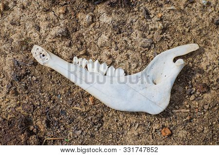 Animal Bone On The Ground. Animal's Jaw.