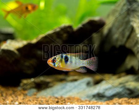 Ram Cichlid (mikrogeophagus Ramirezi) In A Fish Tank