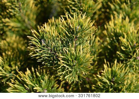 Carstens Wintergold Mountain Pine - Latin Name - Pinus Mugo Carstens Wintergold