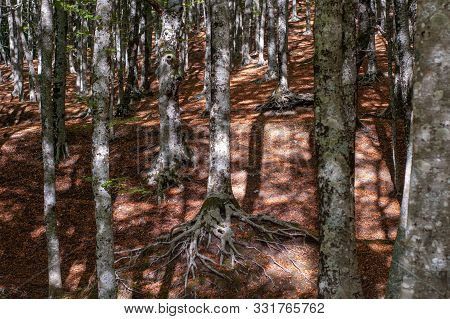 Beech Trees, With Their Roots Out Of The Ground, Taken On Mount Faito