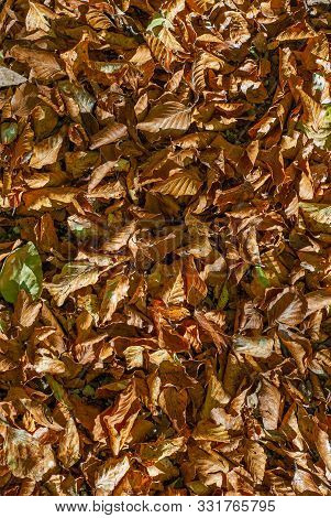Beech Leaves, Fallen In Autumn, Of Coppery Color