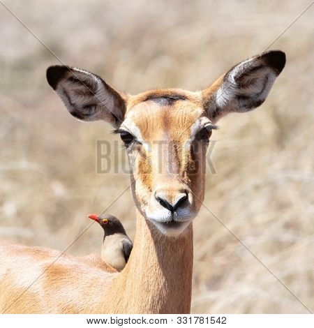 Female impala with oxpecker on her back. The oxpeckers have a symbiotic relationship larger mammals and remove ticks and insects from the skin.