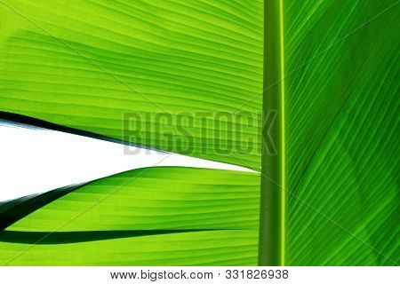 In Selective Focus Vein Pattern Of A Tropical Banana Palm Leaf With Warm Light And Shadow For Dark B