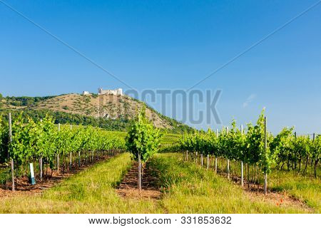 vineyards, castle Devicky, Palava, Moravia region, Czech Republic