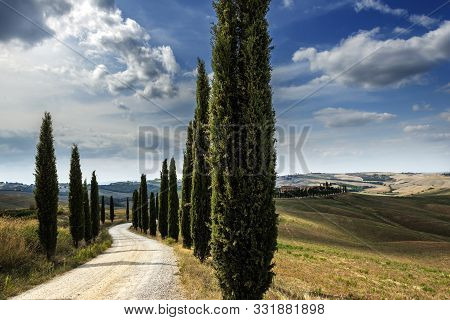 Driveway With Cypress Trees In The Sienese Hills In Tuscany