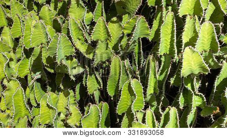 Canary Wolf's Milk (euphorbia Canariensis), Cactus, Close-up
