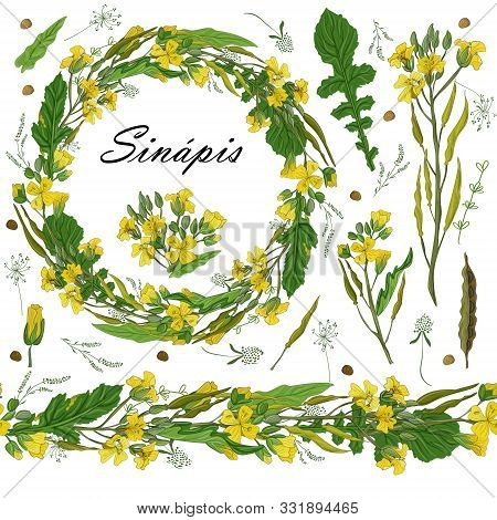 Floral Set Of Seamless Floral Brushes From Mustard Flowers And A Beautiful Wreath