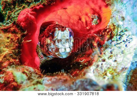 Portrait Of Cute Blenny Fish, Close Up