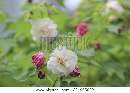 A Hibiscus Mutabilis Flower At The Garden.