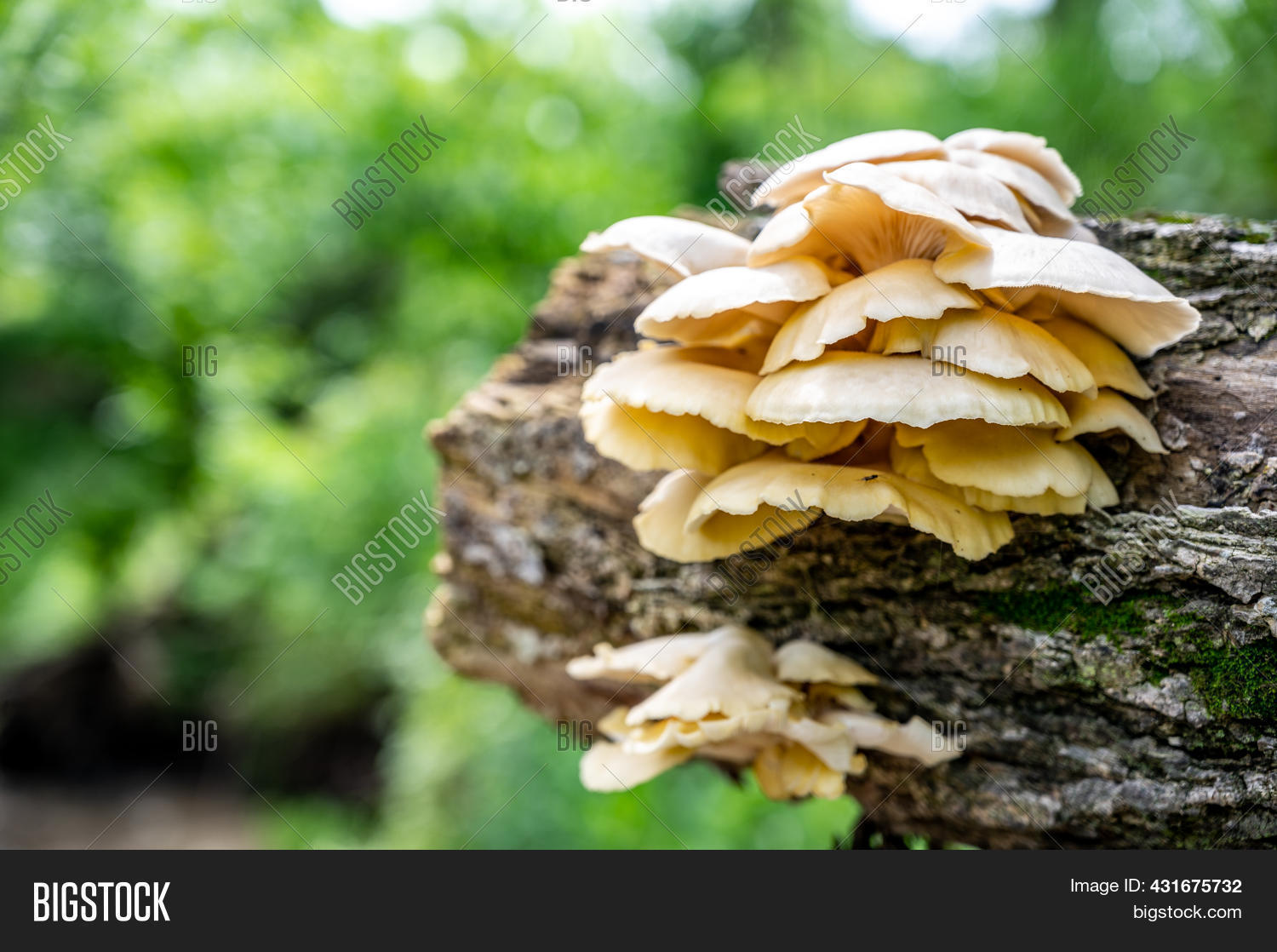 White Oyster Mushrooms Image & Photo (Free Trial) Bigstock