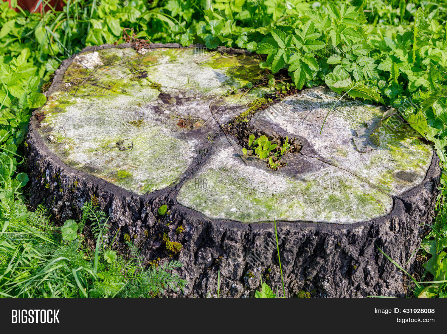 Rotten Cut Tree Image & Photo (Free Trial) Bigstock