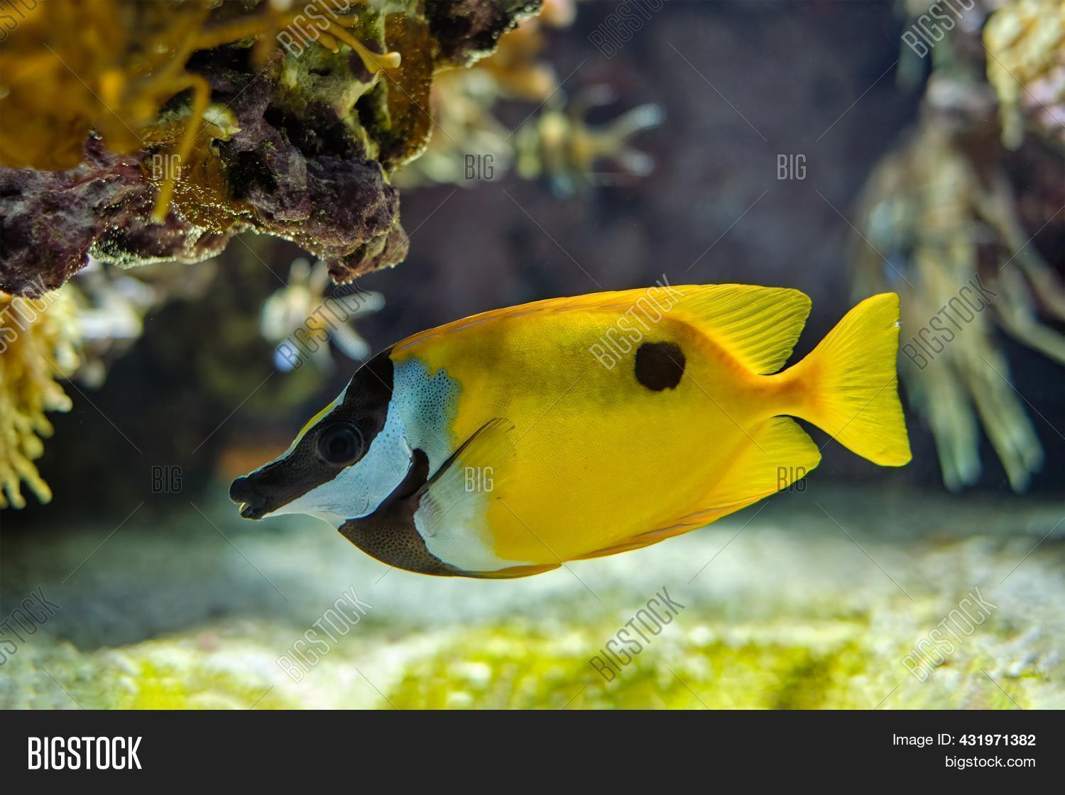 Foxface Rabbitfish ( Image & Photo (Free Trial) Bigstock
