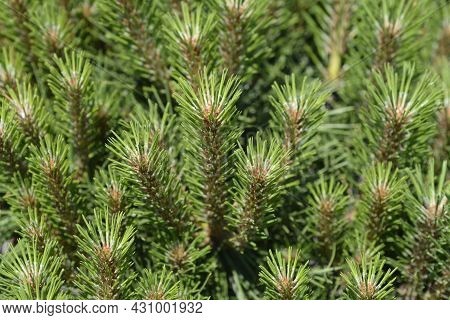 Dwarf Black Pine Pierrick Bregeon - Latin Name - Pinus Nigraa Pierrick Bregeon