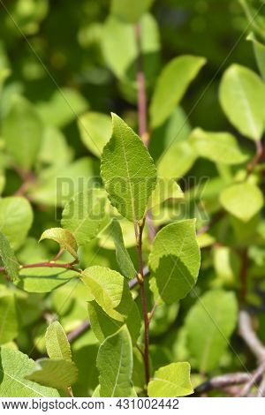 Kilmarnock Willow Leaves - Latin Name - Salix Caprea Kilmarnock