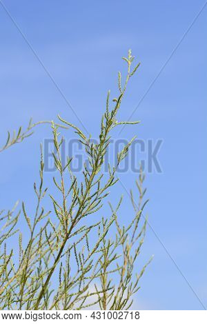Salt Cedar Branch Against Blue Sky - Latin Name - Tamarix Ramosissima