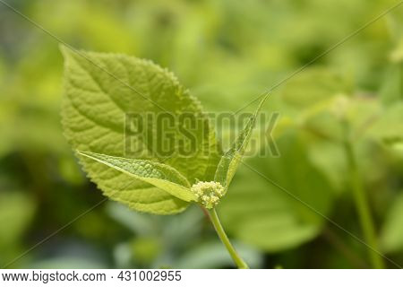 Smooth Hydrangea Annabelle Flower Buds - Latin Name - Hydrangea Arborescens Annabelle