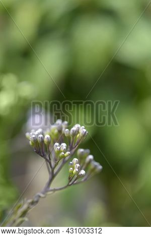Potato Vine Flower Buds - Latin Name - Solanum Laxum (solanum Jasminoides)