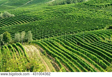 Panoramic View Of Vineyars And Hills. Langhe Vineyards, Piedmont, Italy. Photo Stock
