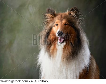 A Dog On A Textured Canvas Background In A Photo Studio. Scottish Shepherd, Collie Portrait