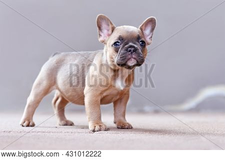 Cute Lilac Fawn Colored French Bulldog Dog Puppy With Blue Eyes Standing In Front Of Gray Background