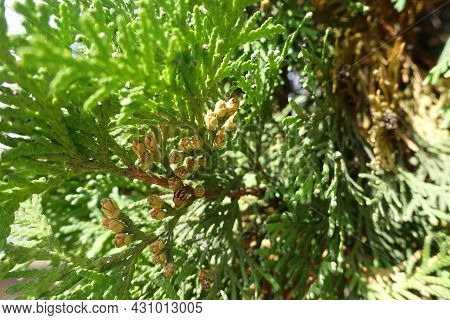 Numerous Cones In The Leafage Of Thuja Occidentalis In October