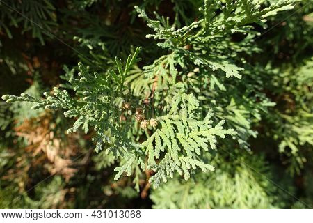Small Brown Cones In The Leafage Of Thuja Occidentalis In October