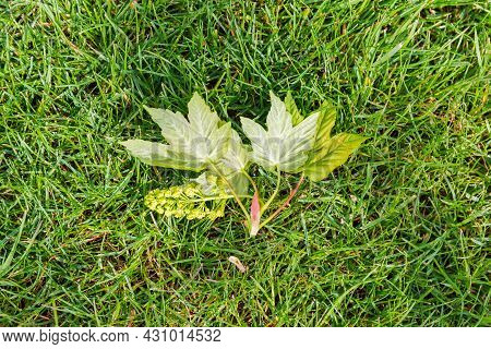Fragment Of Lawn With Undersized Grass And Twig With Leaves And Inflorescence Fallen From A Tree In 