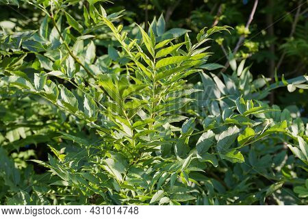 Young Ash-tree With Green Leaves On A Blurred Background Of Other Vegetation In Summer Day, Selectiv