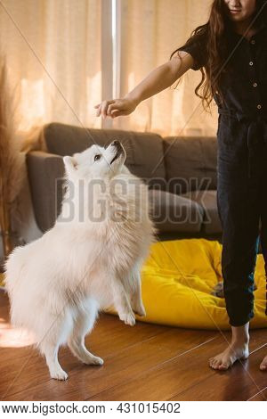 Japanese Spitz Dog Images Illustrations Vectors Free Bigstock Japanese Spitz Dog Images Illustrations Vectors Free Bigstock