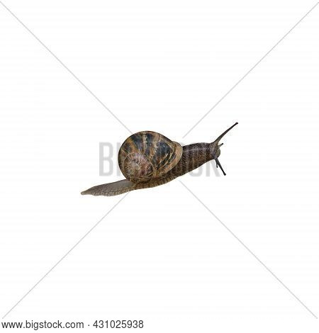 Garden Snail Helix Aspersa With Decorated Shell On Its Back, Crawling Animal Isolated, Clipping Path