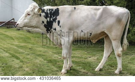 Bull-producer In The Show Rack. Images For The Agricultural Catalog. Production Of Sperm For Insemin