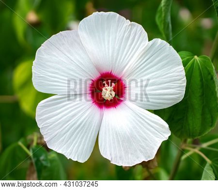 Hibiscus (malvaceae, Hibiscus Moscheutos, Hibiscus Trionum) Marsh White Beautiful And Delicate White