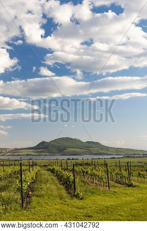 Spring vineyards under Palava near Sonberk, South Moravia, Czech Republic