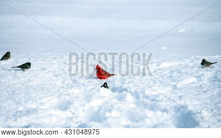 A Male Red Cardinal, Along With Other Various Birds, Scavange In The Snow Looking For Some Morsels O