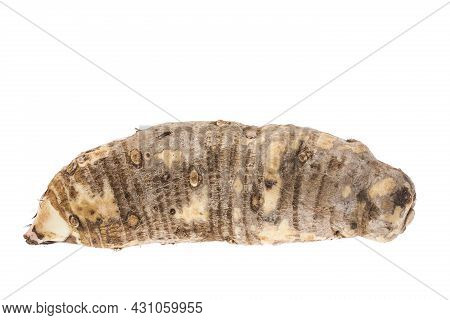 Malanga Edible Tuber - Root Of The Plant Called Colocasia Esculenta