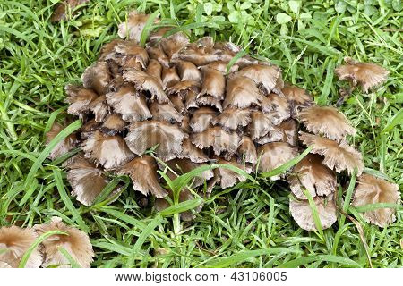 Cluster von Pilzen - Lactarius