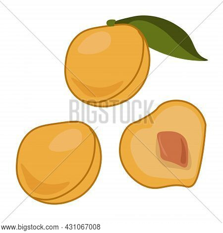 Cherry Plum Fruit Whole And Half, A Juicy Yellow Berry Of A Small Size With A Darkish Stone Vector I