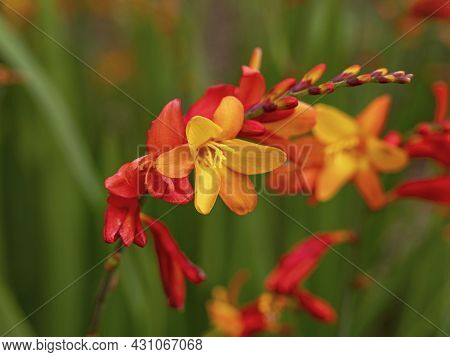 Closeup Of Colourful Orange And Yellow Crocosmia Flowers
